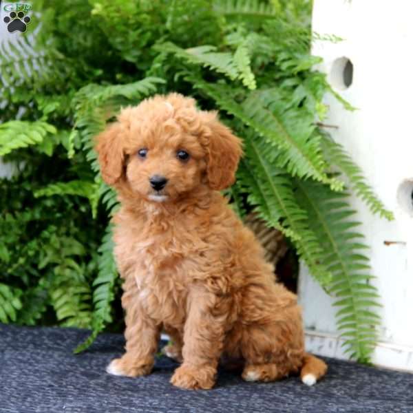 Duff, Cavapoo Puppy