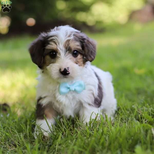 Duke, Yorkie Poo Puppy