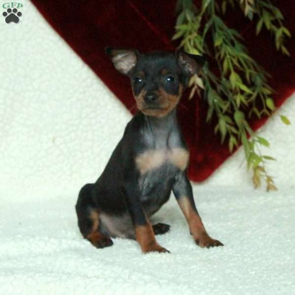 Duke, Miniature Pinscher Puppy