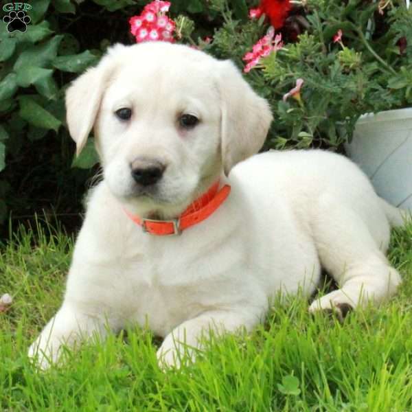 Duke, Golden Labrador Puppy