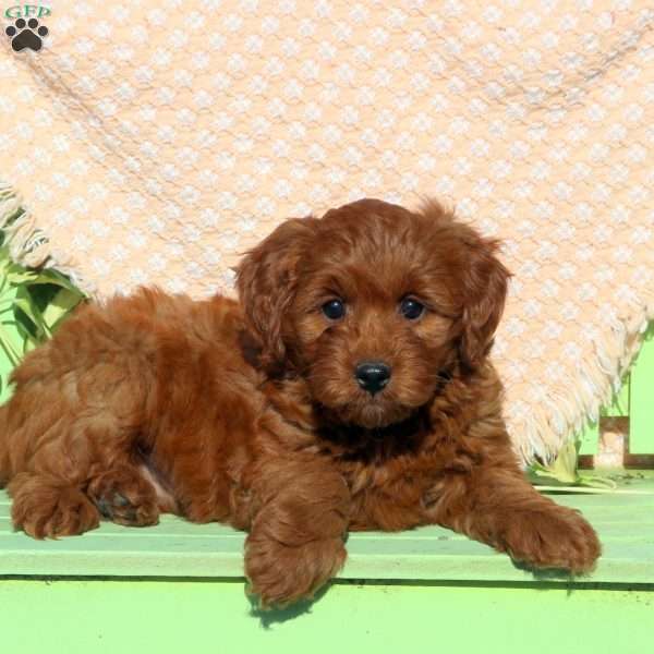 Dunkin, Mini Labradoodle Puppy