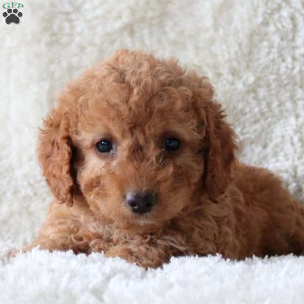 Dusty, Mini Goldendoodle Puppy