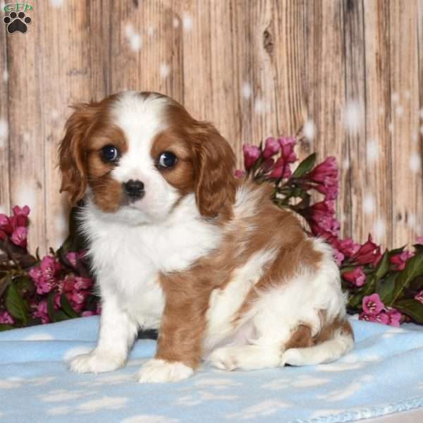 Edgar, Cavalier King Charles Spaniel Puppy