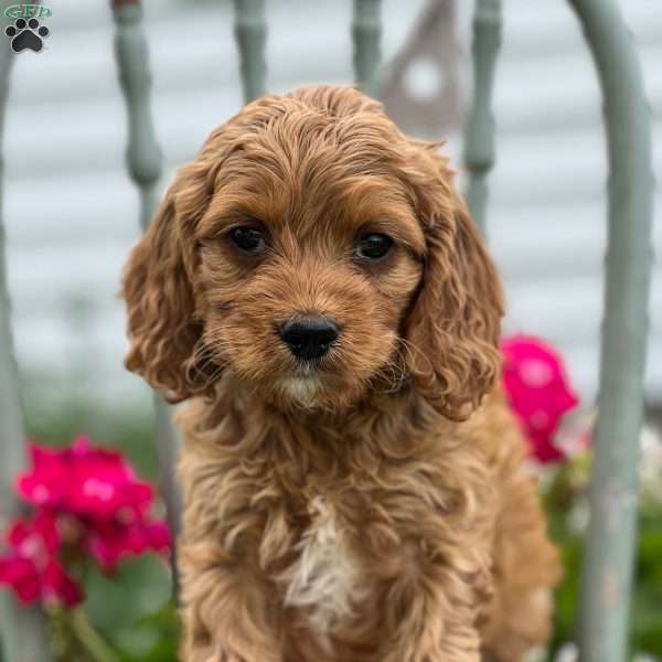 Smokey, Cockapoo Puppy