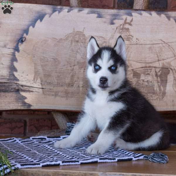 Peter, Siberian Husky Puppy