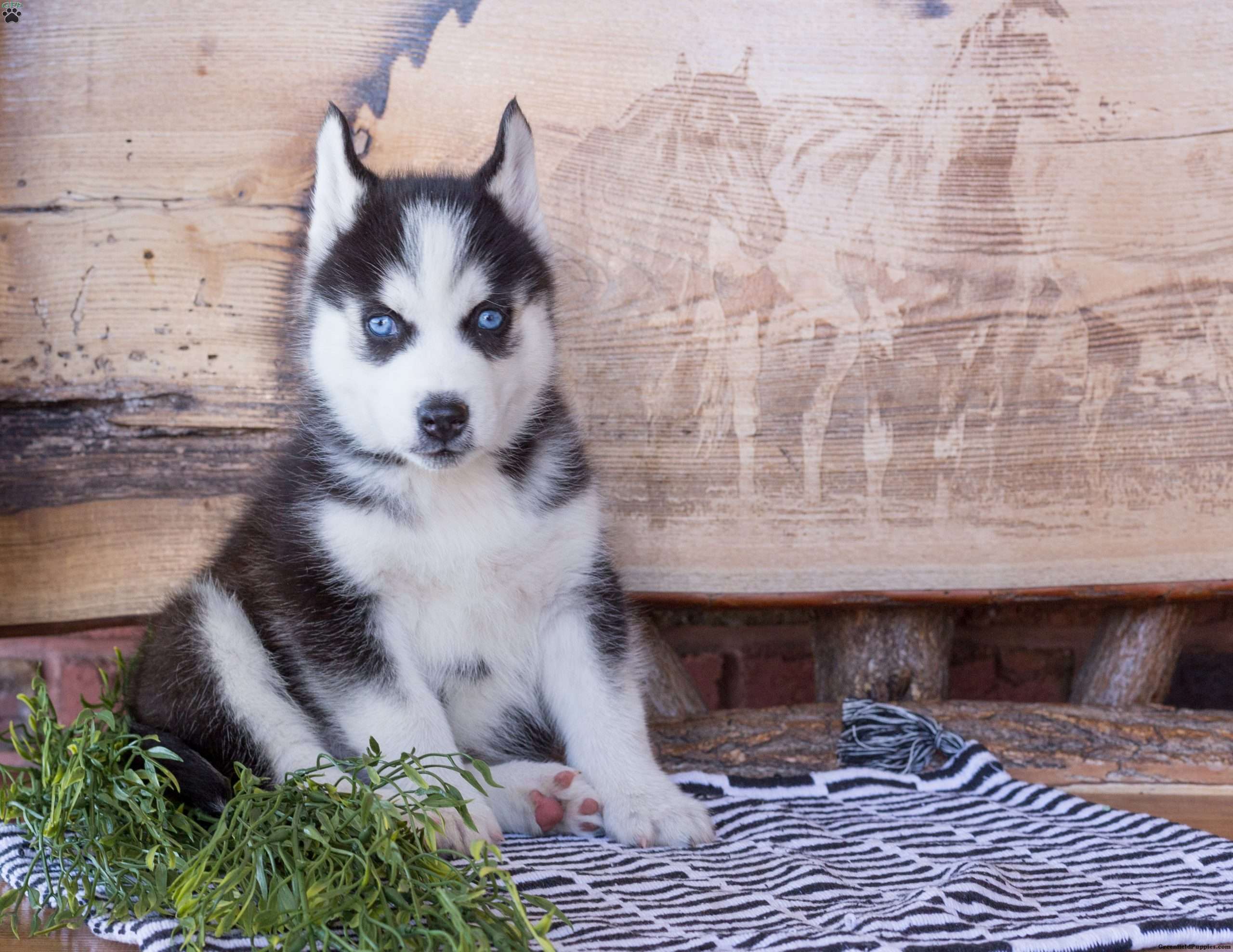 Peter - Siberian Husky Puppy For Sale in Pennsylvania