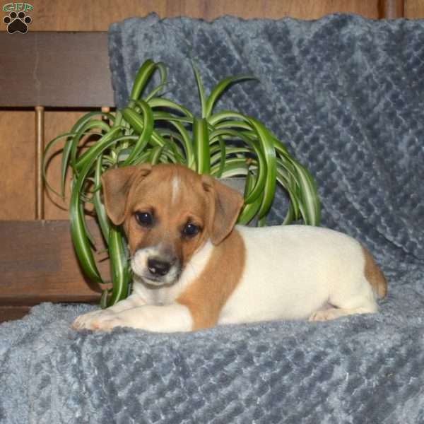 Earl, Jack Russell Terrier Puppy