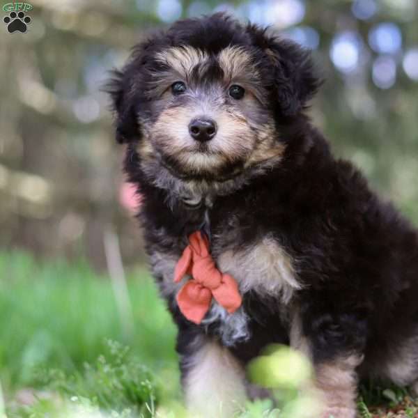 Easton, Mini Aussiedoodle Puppy