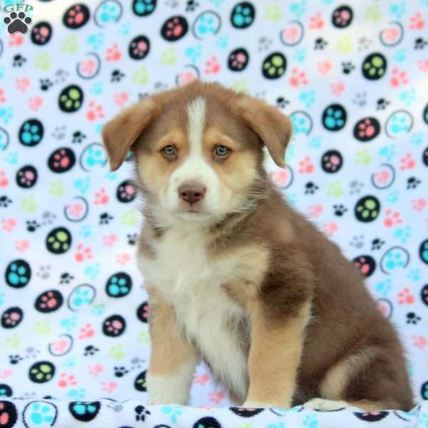 Easton, Australian Shepherd Mix Puppy