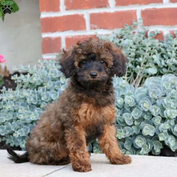 Easton, Cavapoo Puppy