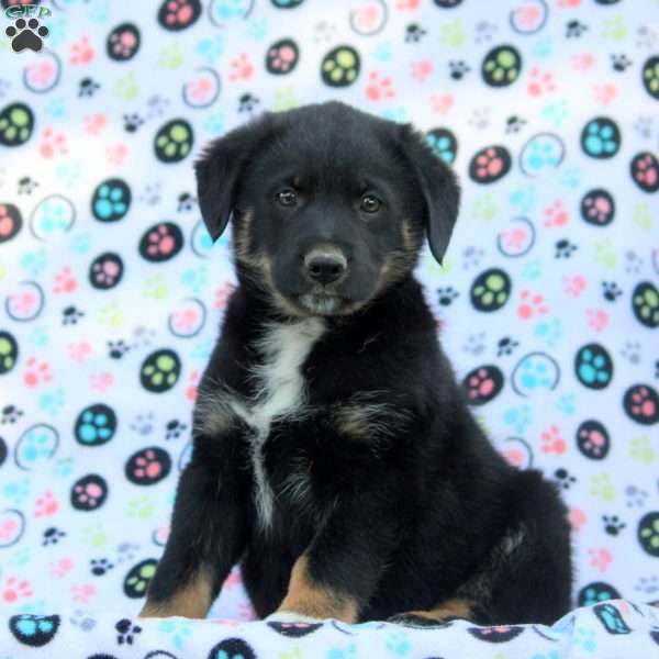 Ebony, Australian Shepherd Mix Puppy