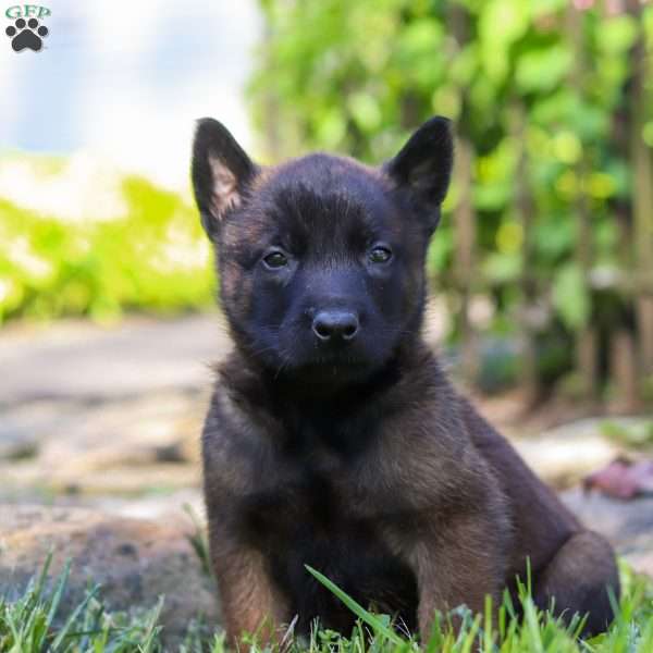 Eclipse, Belgian Malinois Puppy