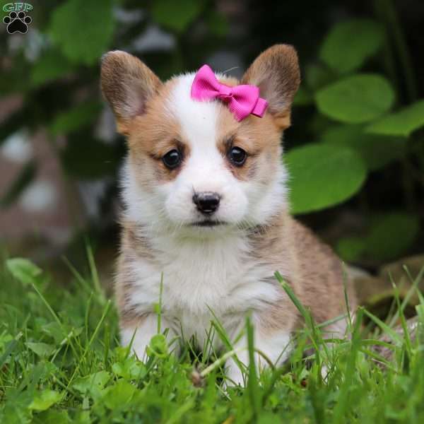 Eden, Pembroke Welsh Corgi Puppy