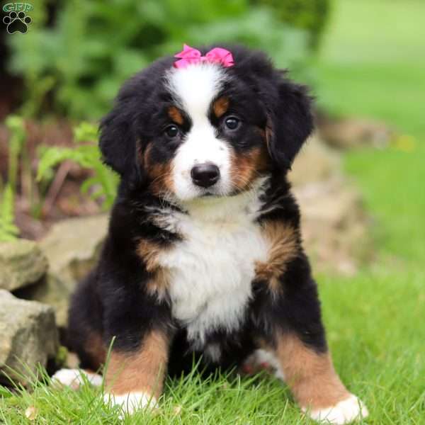 Eden, Bernese Mountain Dog Puppy