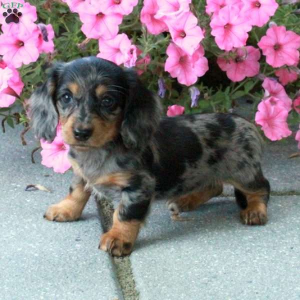 Edwina, Dachshund Puppy