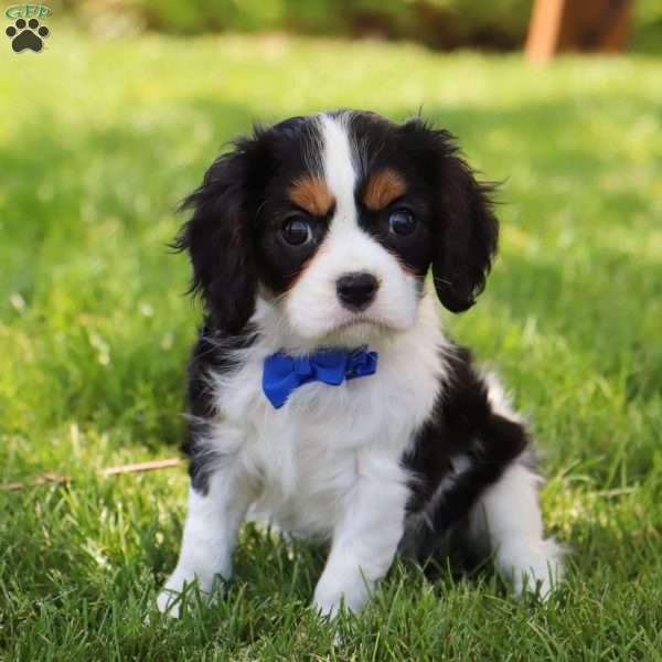 Elijah, Cavalier King Charles Spaniel Puppy