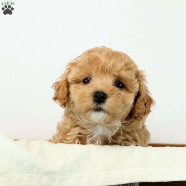 Elijah, Maltipoo Puppy