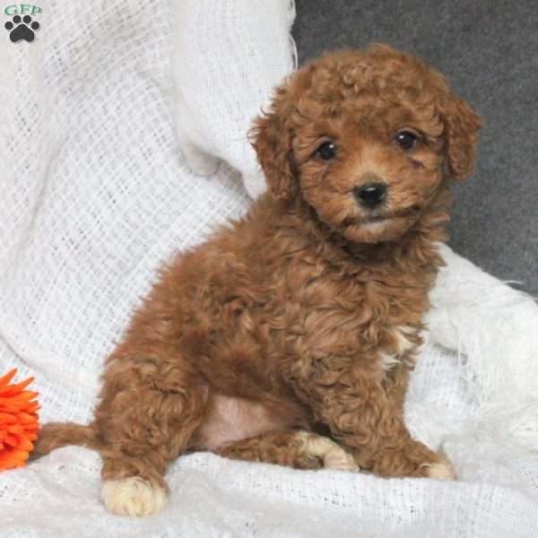 Ellen-F1BB, Mini Goldendoodle Puppy