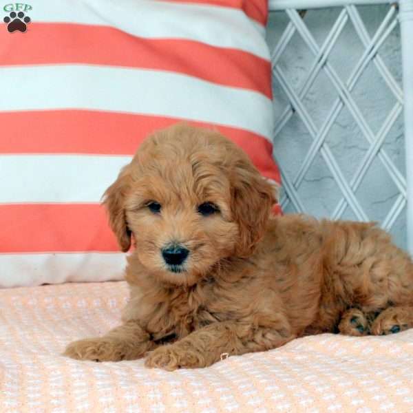 Ellie, Mini Goldendoodle Puppy