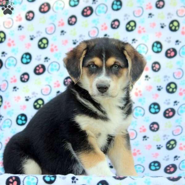 Ellie, Australian Shepherd Mix Puppy