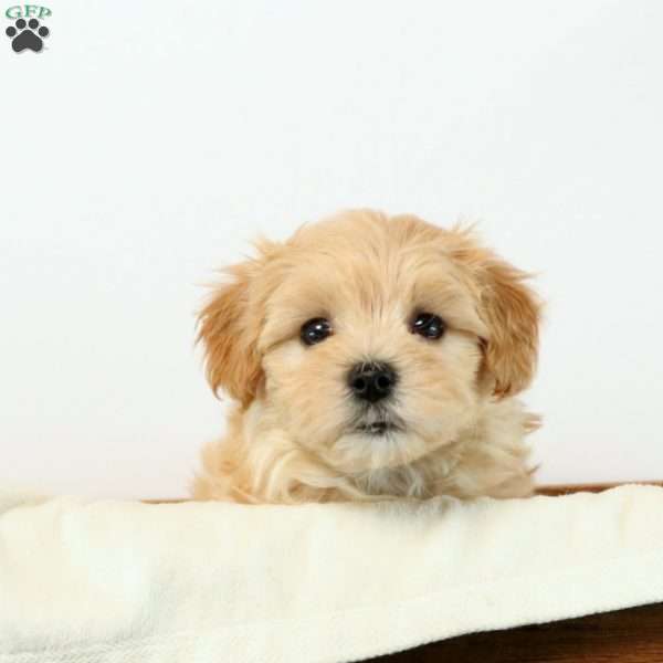 Ellis, Maltipoo Puppy