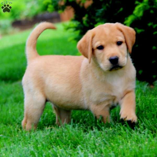 Elsa, Fox Red Labrador Retriever Puppy