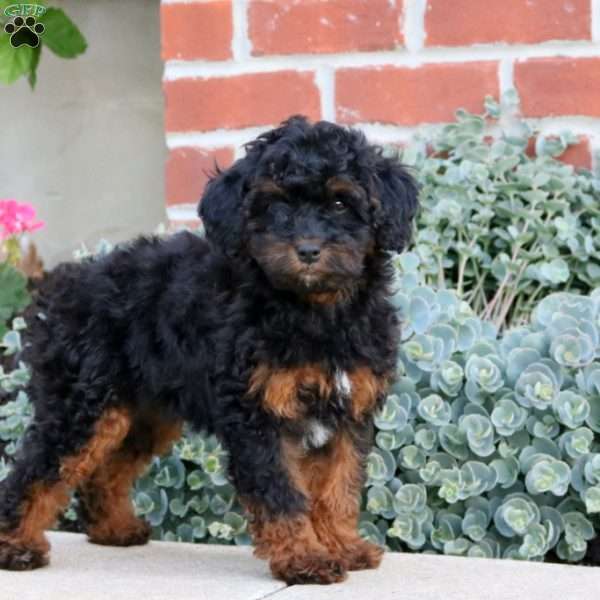 Ember, Cavapoo Puppy