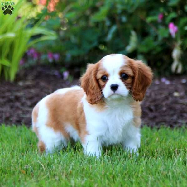 Emily, Cavalier King Charles Spaniel Puppy