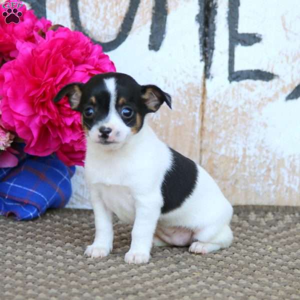 Emily, Chihuahua Mix Puppy