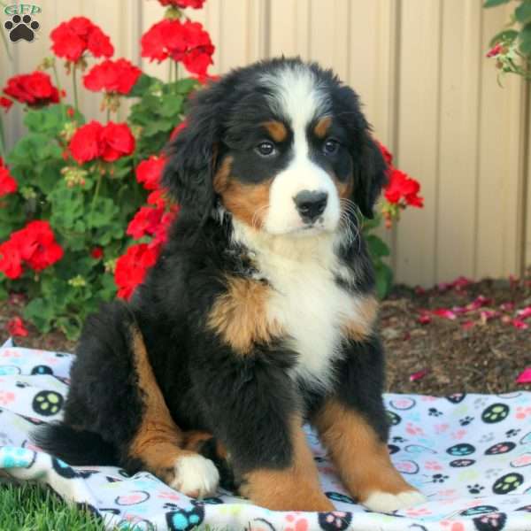 Emma, Bernese Mountain Dog Puppy