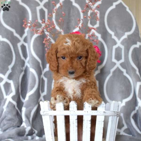 Emma Mae, Cavapoo Puppy