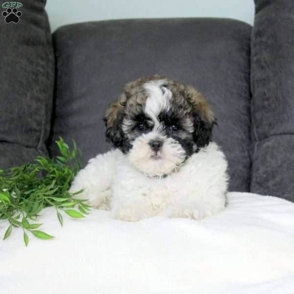 Emmett Teddy Bear Puppy For Sale in Pennsylvania