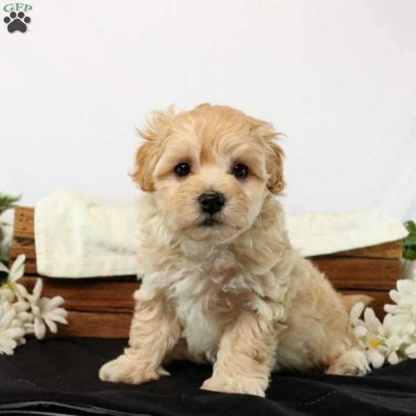 Emmit, Maltipoo Puppy