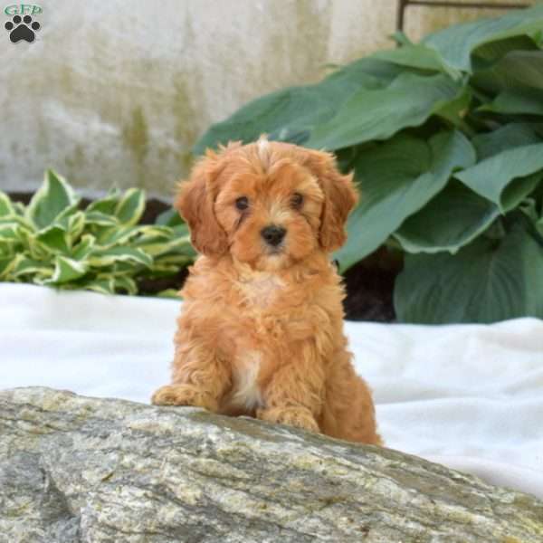 Ernie, Cavapoo Puppy