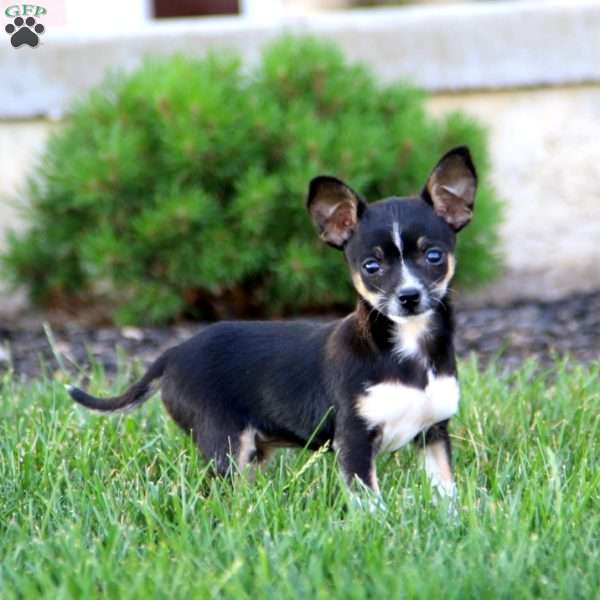 Esther, Chihuahua Mix Puppy