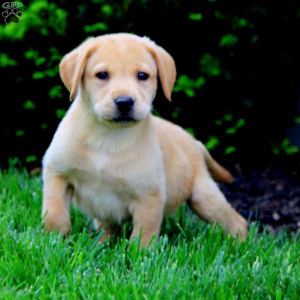 Ethan, Fox Red Labrador Retriever Puppy