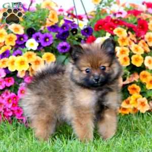 Ethan, Pomeranian Puppy