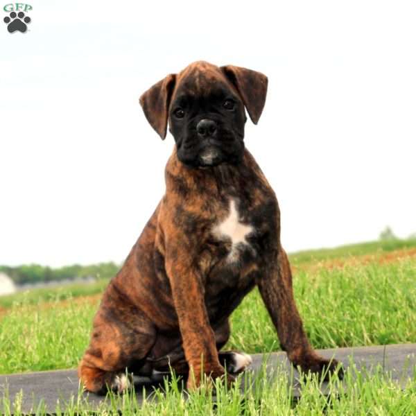 Eva, Boxer Puppy