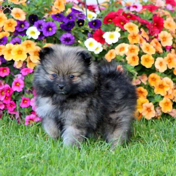 Eva, Pomeranian Puppy