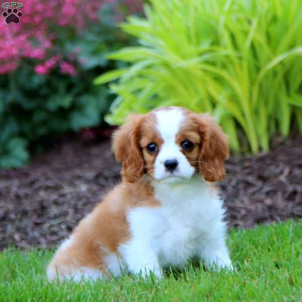 Eva, Cavalier King Charles Spaniel Puppy