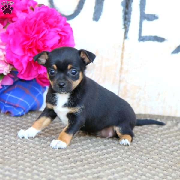 Eva, Chihuahua Mix Puppy