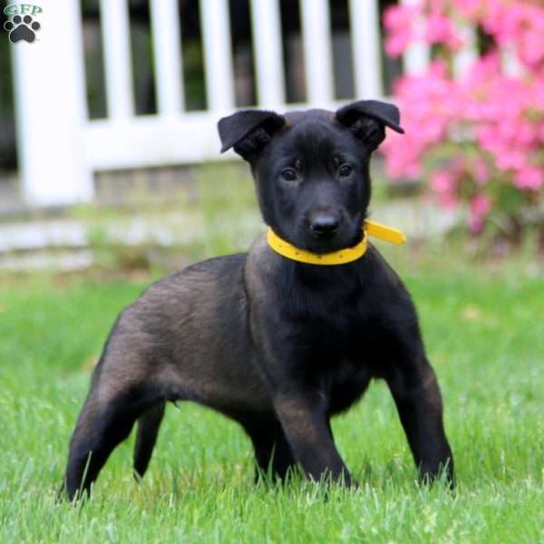 Eva, Belgian Malinois Puppy