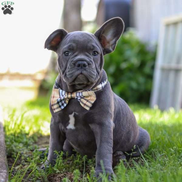 Evan, French Bulldog Puppy