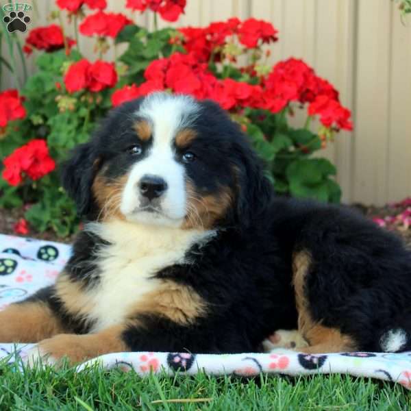 Evan, Bernese Mountain Dog Puppy