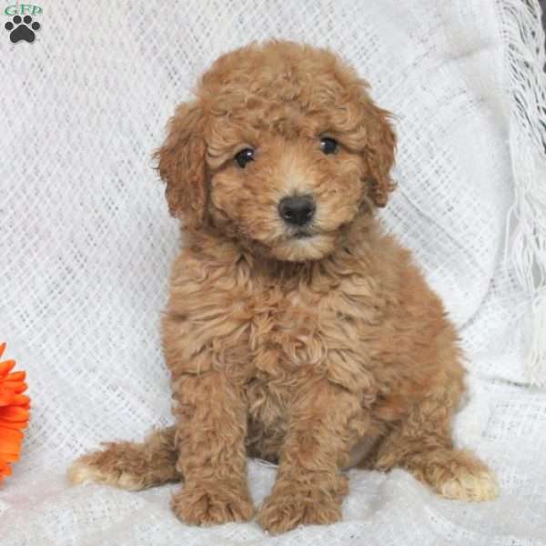 Evelyn-F1BB, Mini Goldendoodle Puppy