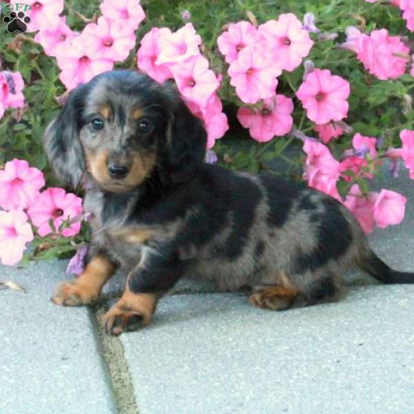 Everest, Dachshund Puppy