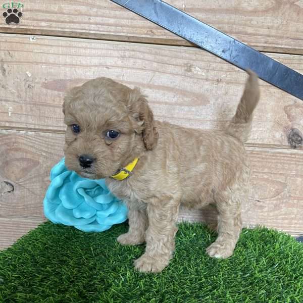 Dot, Mini Goldendoodle Puppy