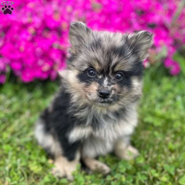 Blossom, Mini Elkhound Puppy