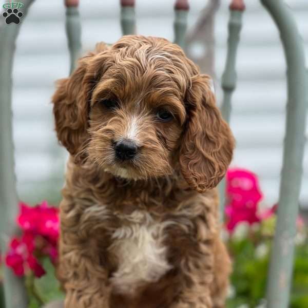 Skittles, Cockapoo Puppy