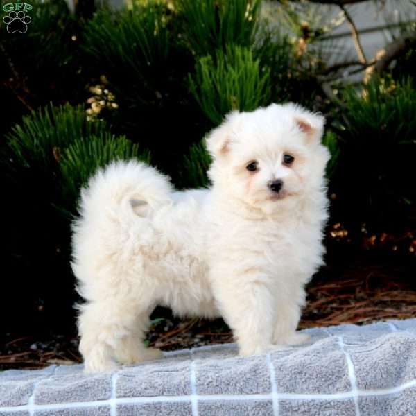 Fancy, Maltese Puppy